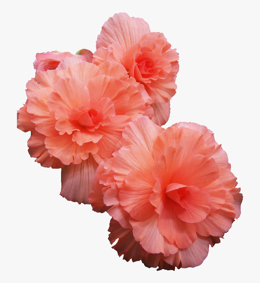 Transparent Peach Flower, HD Png Download, Free Download