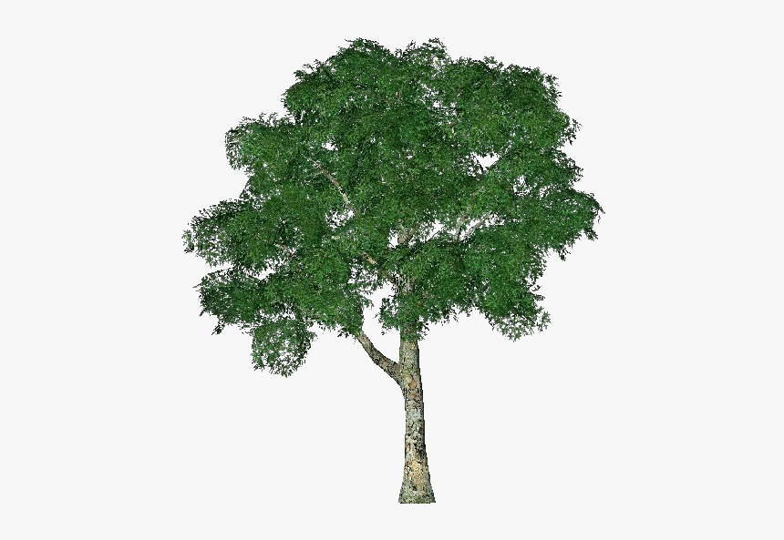 3d Trees - Common Plantain - Acca Software - Tree 3d Png, Transparent Png, Free Download