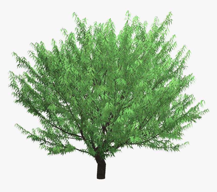 Transparent 3d Tree Png - American Larch, Png Download, Free Download