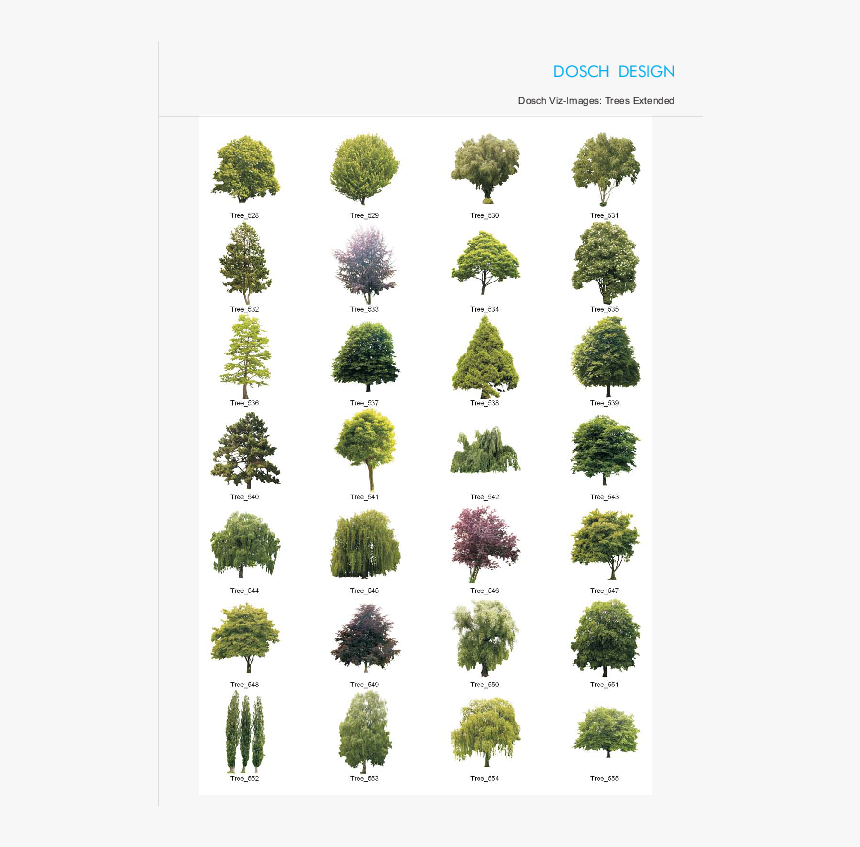 Dosch 3d Trees & Conifers V3 For Artlantis Download - Nombres E Imágenes De Árboles, HD Png Download, Free Download