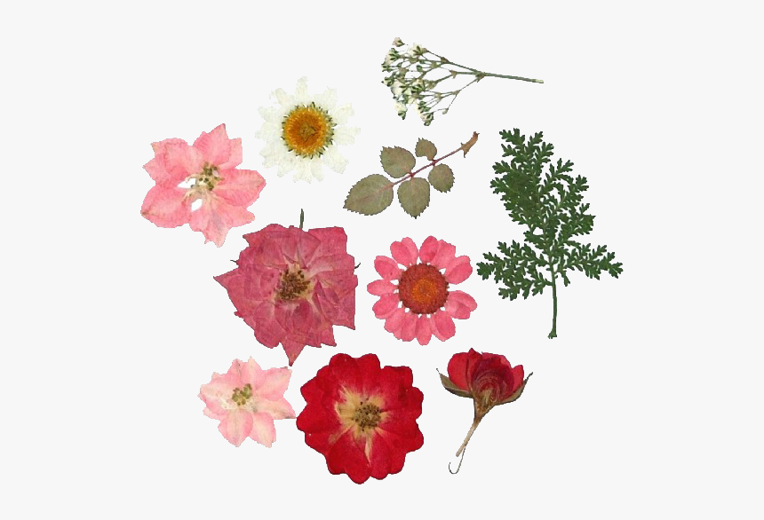 Flowers And Transparent Image Dried Pressed Flower Png Png Download Kindpng