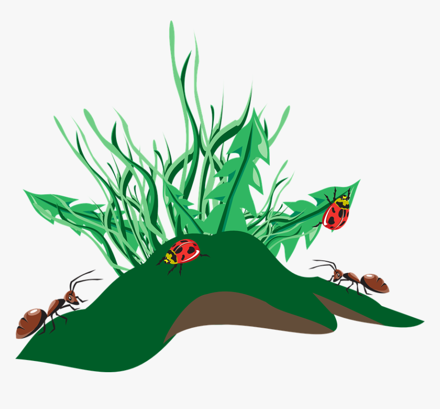 Grass, Insects, Dirt, Weeds, Ants, Ladybugs, Insect - Ants Clip Art, HD Png Download, Free Download