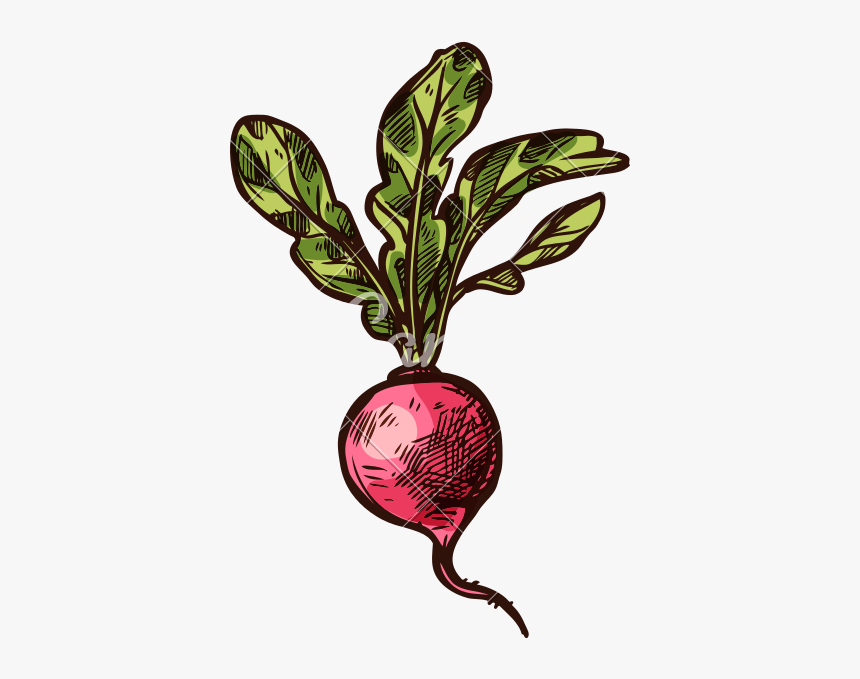 Radish Vector Sketch Vegetable Icon - Beet Greens, HD Png Download, Free Download