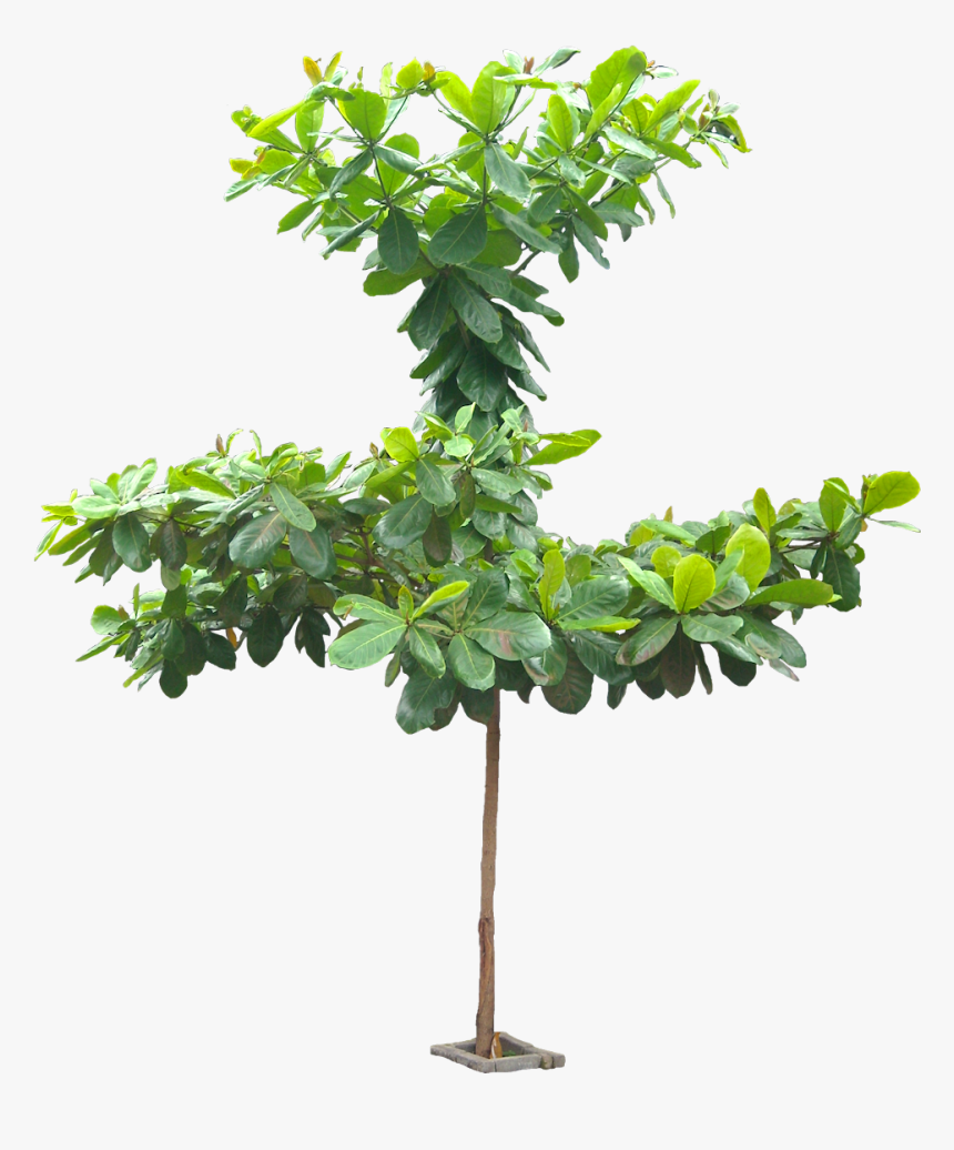 20 Free Tree Png Images - Terminalia Catappa Tree Png, Transparent Png, Free Download