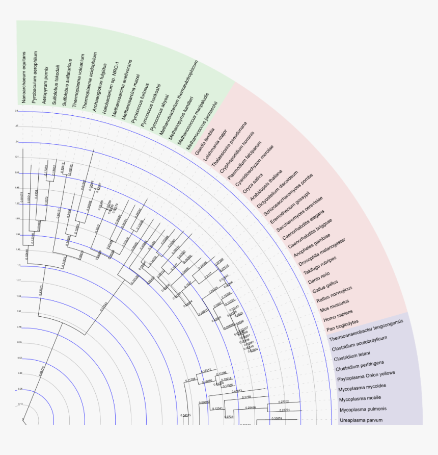 Branch Lengths And The Internal Tree Scale - Circle, HD Png Download, Free Download