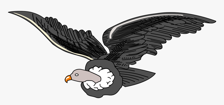 Andean Condor Clipart, HD Png Download, Free Download