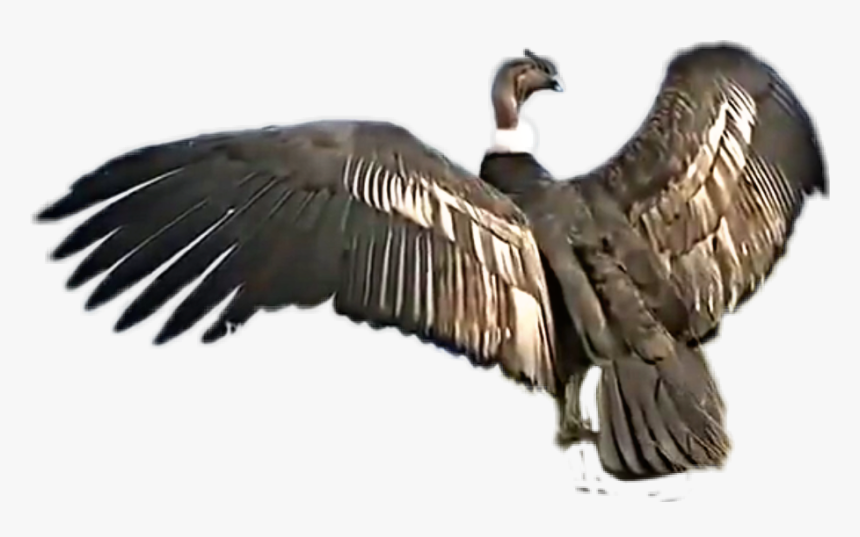 #condor #cóndor #condroandino #cóndorandino #argentina - Condor Argentino Ave, HD Png Download, Free Download