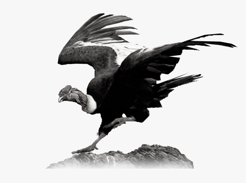 Condor De Los Andes Bolivia, HD Png Download, Free Download