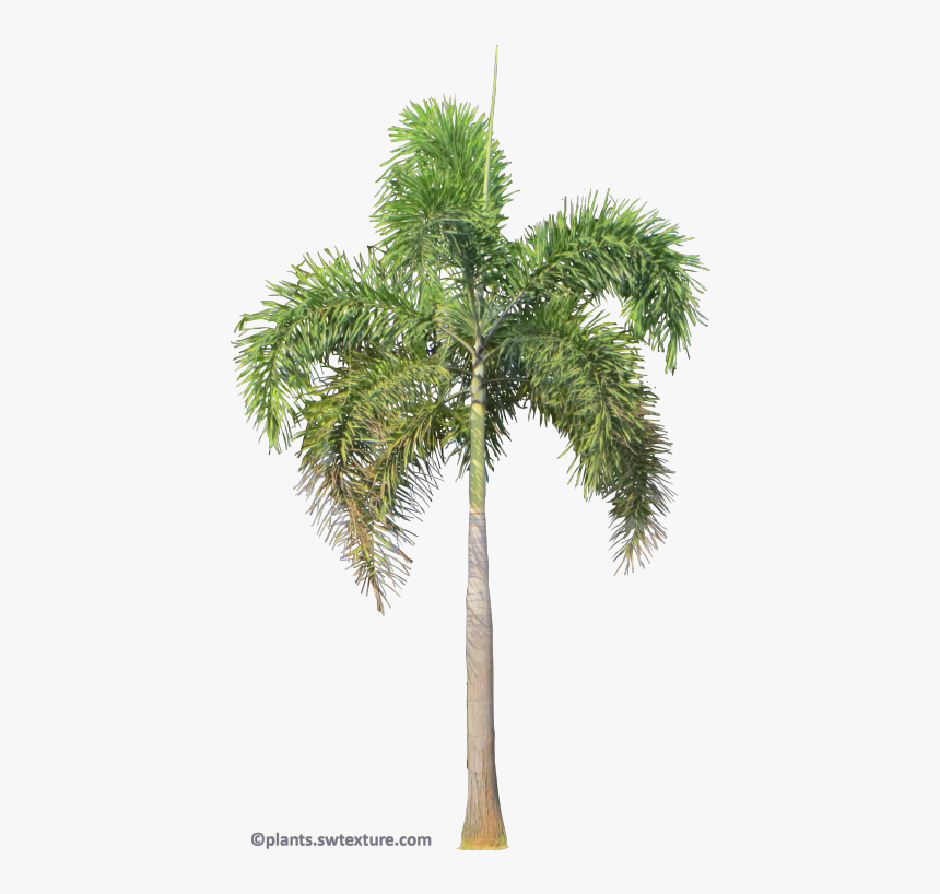 Foxtail Palm Png , Png Download - Palmeira Rabo De Raposa Png, Transparent Png, Free Download