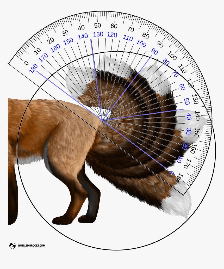 Red Fox Tail Curl Angle Calculations - Protractor With One Line, HD Png Download, Free Download