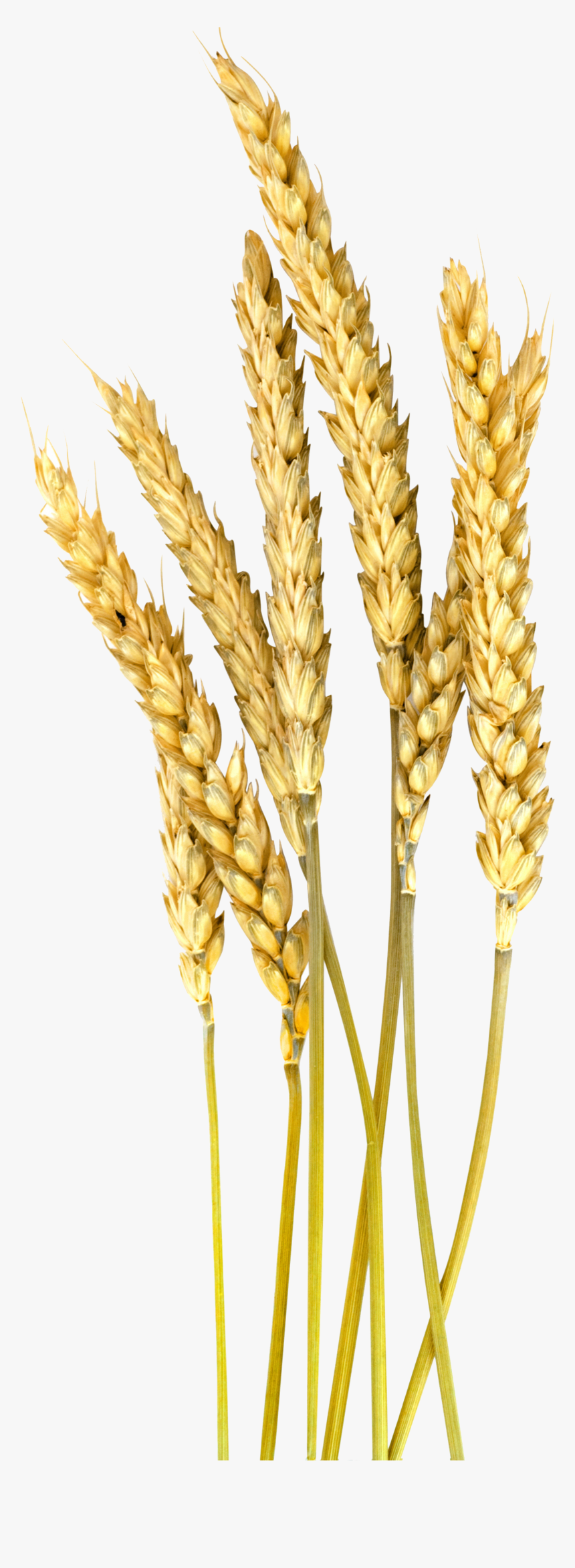 Vector Wheat Barley - Barley Wheat Png, Transparent Png, Free Download