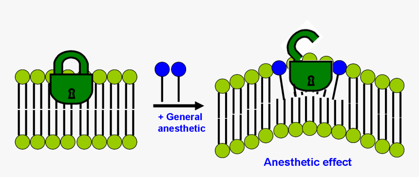 Modern Lipid Hypothesis Of Mechanism Of General Anesthesia - General Anesthesia Drug Mechanism Of Action Of General, HD Png Download, Free Download