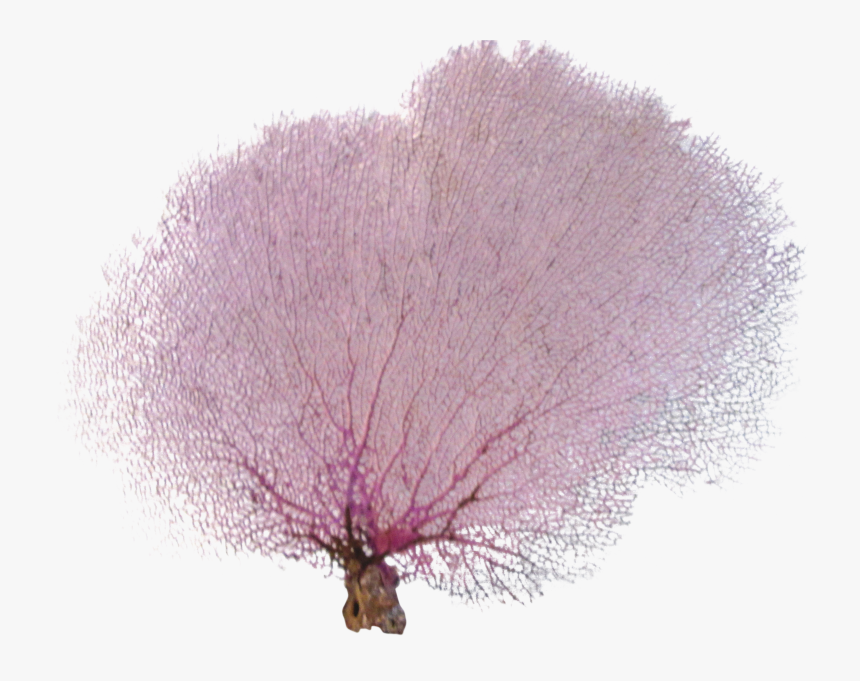 Coral Vector Sea Fan, HD Png Download, Free Download