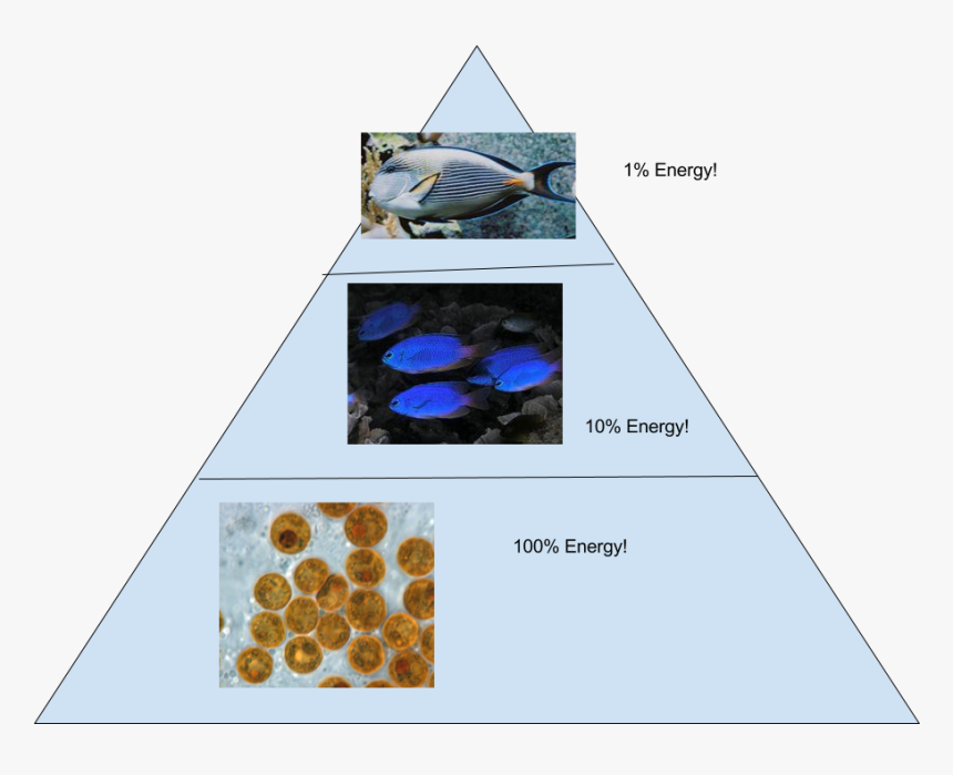 And This Is Our Corresponding Energy Pyramid - Energy Pyramid Of The Coral Reef, HD Png Download, Free Download