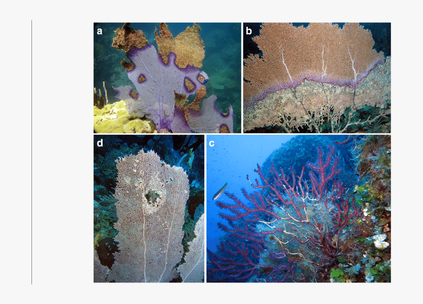 Marine Biology, HD Png Download, Free Download