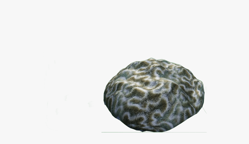 Brain Coral, HD Png Download, Free Download