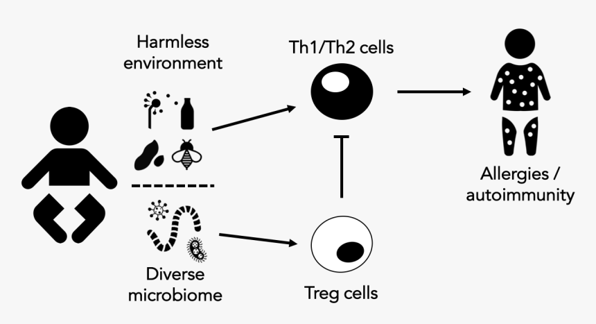 The Hygiene Hypothesis - Hygiene Hypothesis Treg, HD Png Download, Free Download