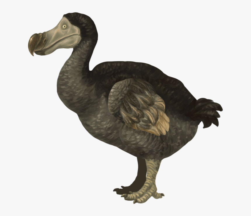 Png Dodo Pluspng - Dodo Png, Transparent Png, Free Download