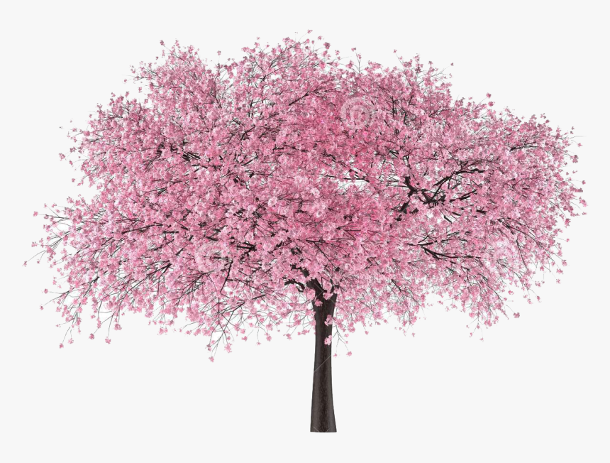 Japan Tree Sakura Png - Cherry Blossom Tree Png, Transparent Png, Free Download