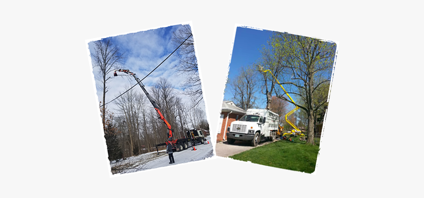 Tree Service Estimate Indianapolis - Tree, HD Png Download, Free Download