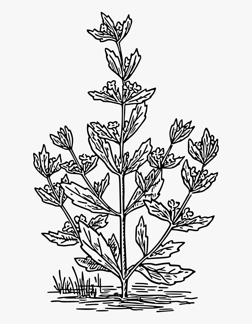 Herbaceous Plant Line Drawing, HD Png Download, Free Download