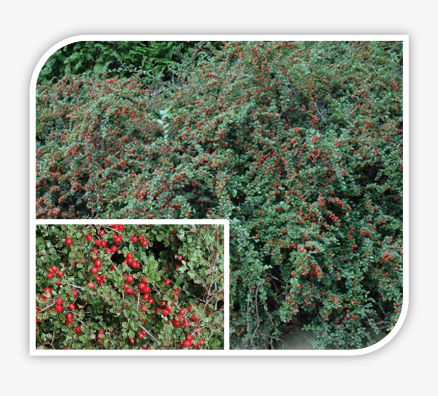 Picture - Cotoneaster, HD Png Download, Free Download