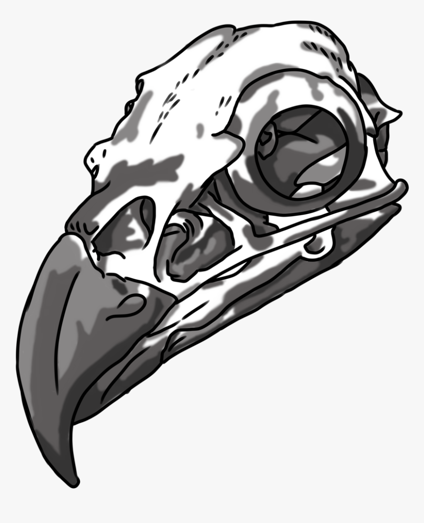 Clip Art Eagle Skull Drawing - Black And White Eagle Skull, HD Png Download, Free Download