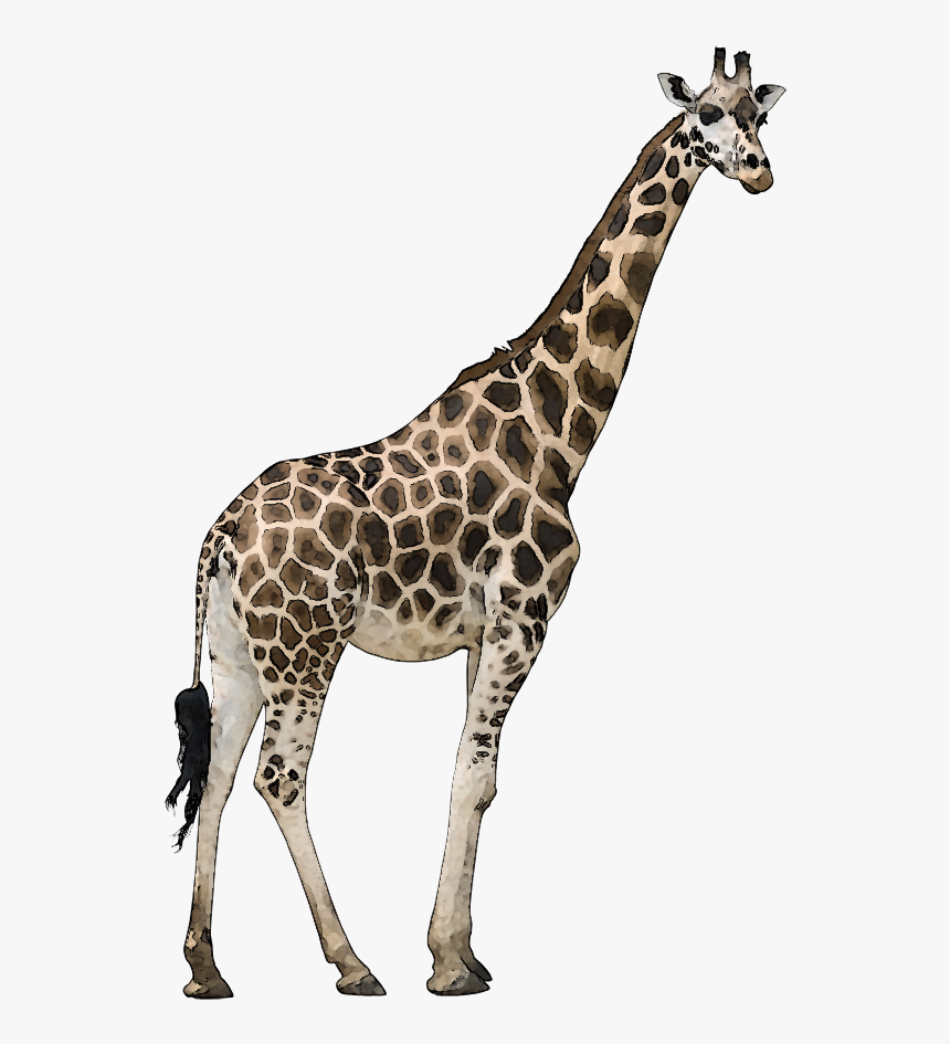 Wild Animal Png - Masai Giraffe Transparent Background, Png Download, Free Download