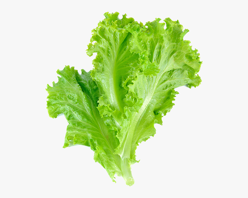 Lettuce Leaf Vegetable Salad Transparent Background - Lettuce Png, Png Download, Free Download