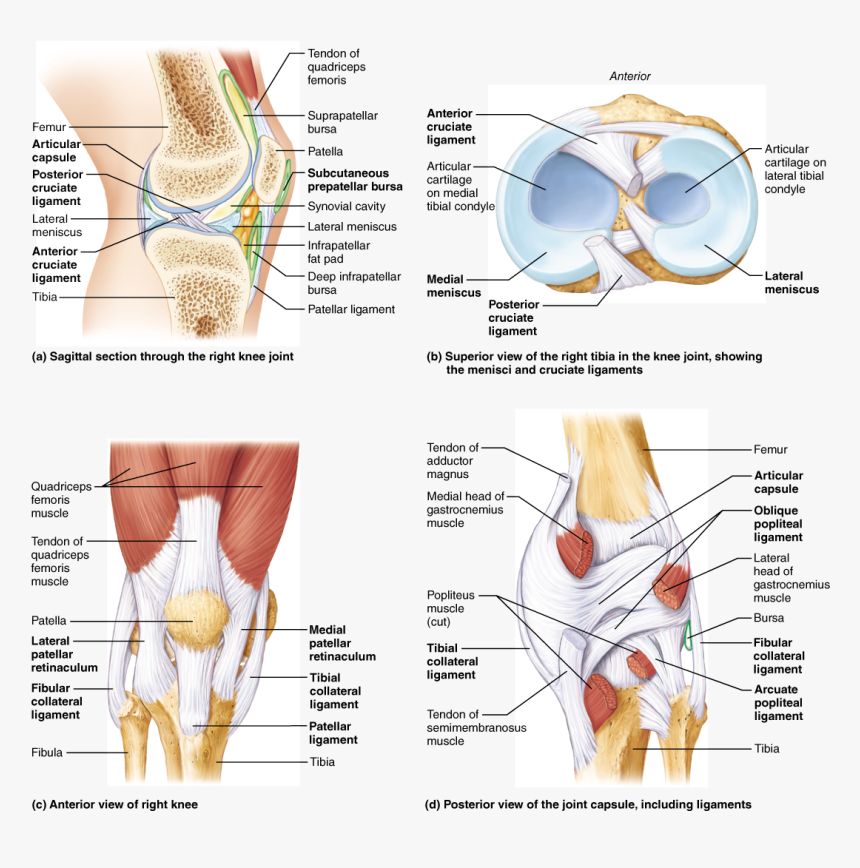 Transparent Joint Transparent Png - Oblique Popliteal Ligament Of Knee, Png Download, Free Download