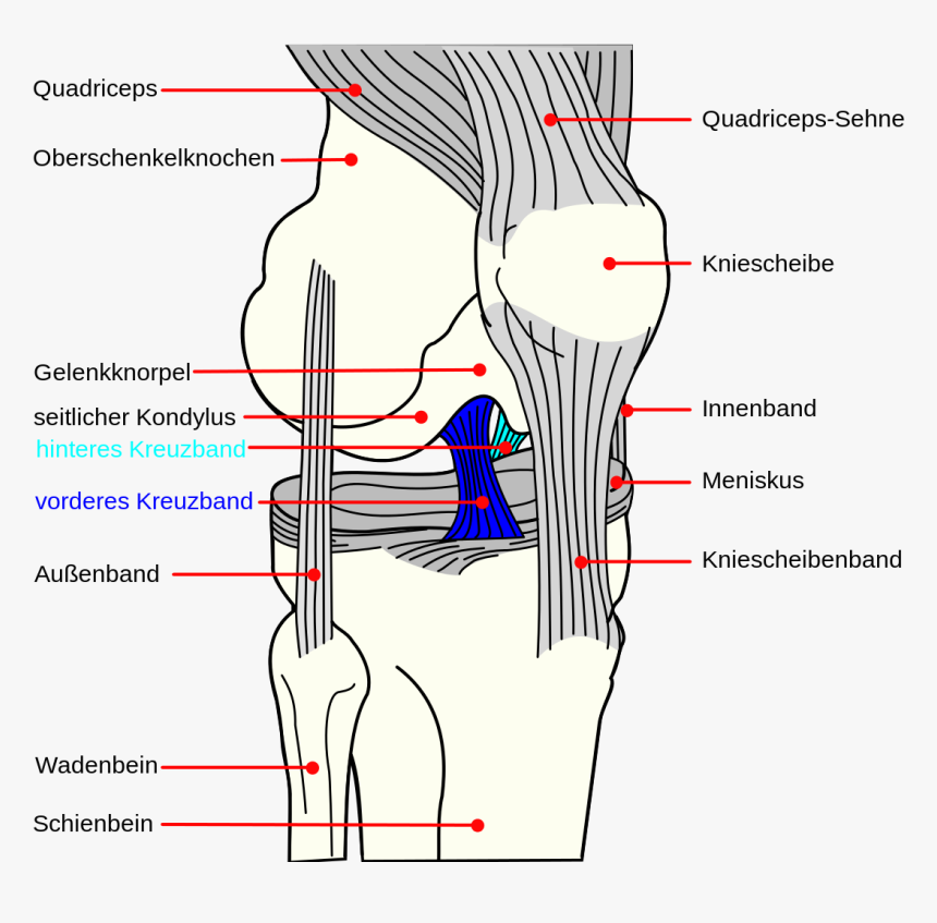 Ligaments Of The Knee, HD Png Download, Free Download