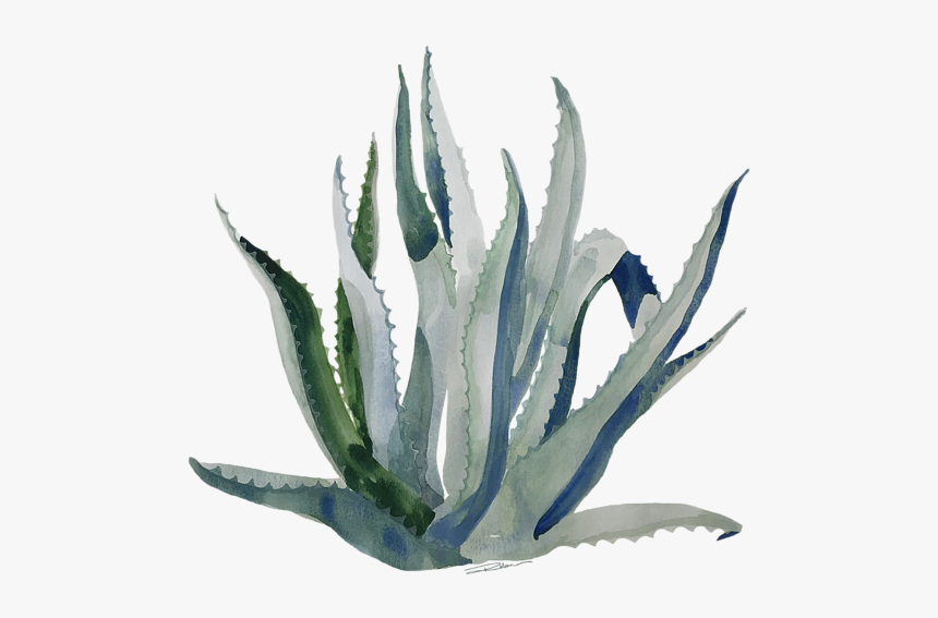 Century Plant Painting, HD Png Download, Free Download