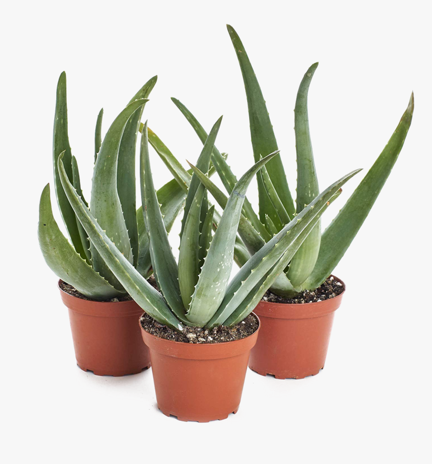 Aloe Vera Plant Transparent Image - Aloe Vera Plant, HD Png Download, Free Download