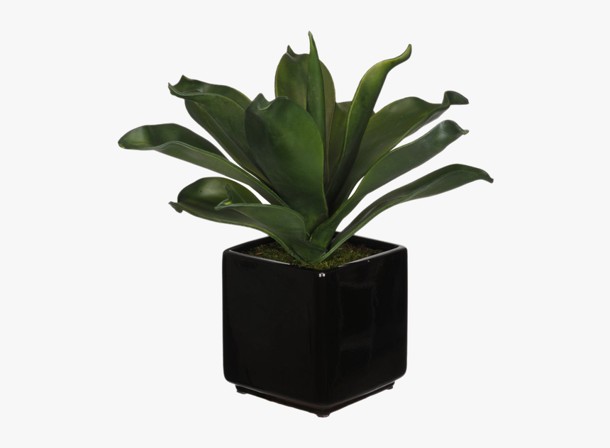 Houseplant, HD Png Download, Free Download