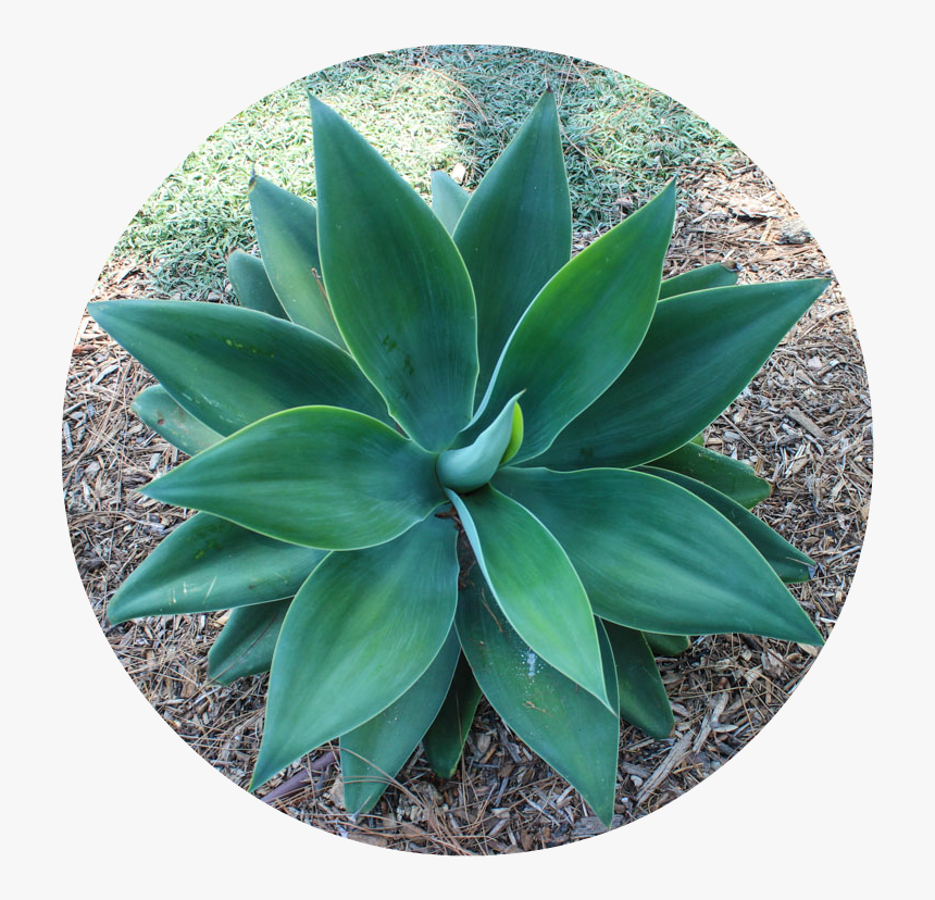 Agave, HD Png Download, Free Download