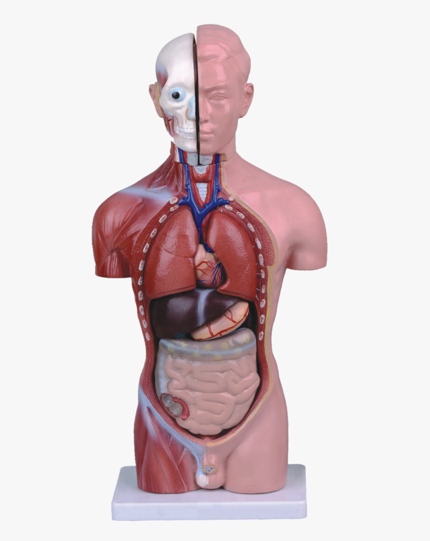 42cm High Human Anatomy Male Torso Model - Model Anatomi Manusia, HD Png Download, Free Download