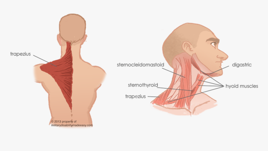 Torso Neck, HD Png Download, Free Download