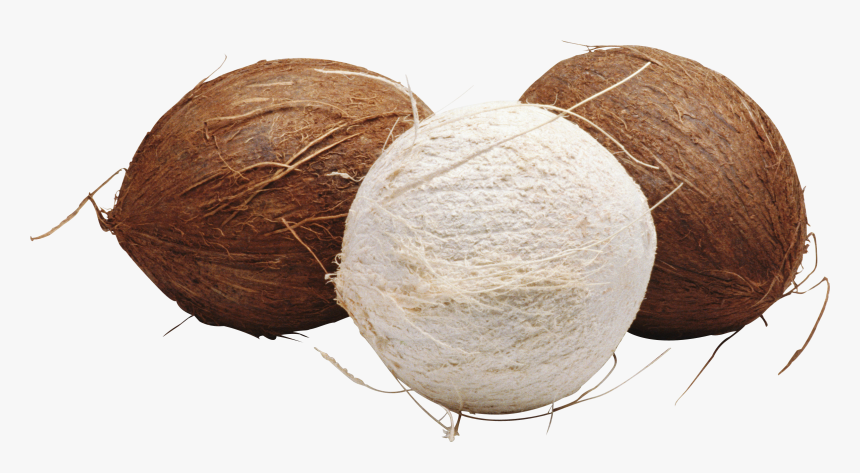 Coconut, HD Png Download, Free Download