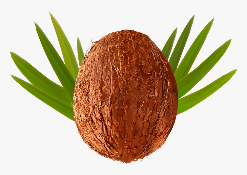 Coconut Clipart Clear Background, HD Png Download, Free Download