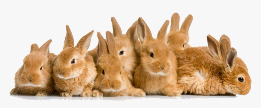 Images Transparent Free Download - Crowd Of Bunnies, HD Png Download, Free Download