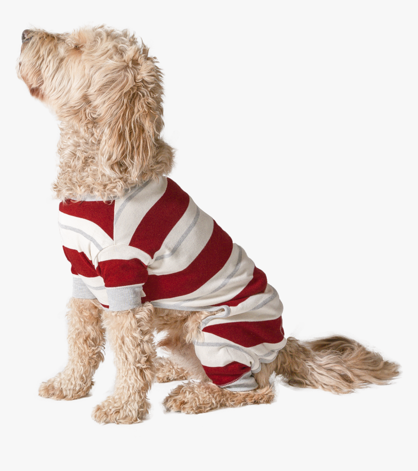 Goldendoodle, HD Png Download, Free Download