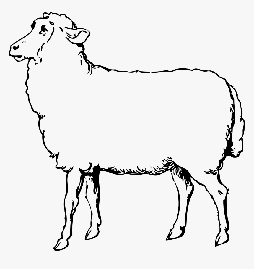 Transparent Baby Sheep Png - Sheep Black And White Clipart, Png Download, Free Download