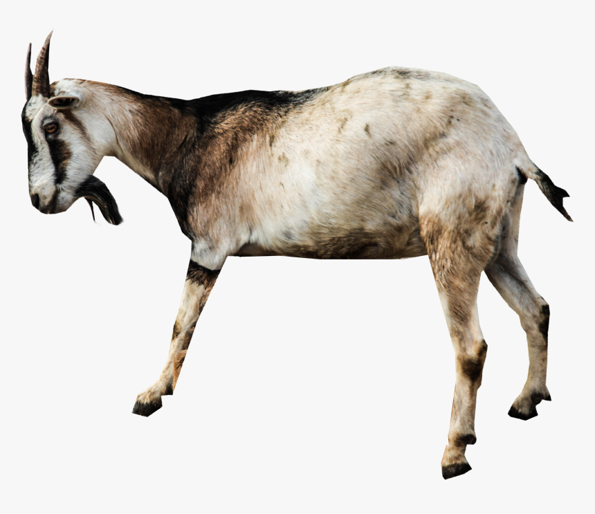 Goat Png Image - Transparent Background Goat Png, Png Download, Free Download