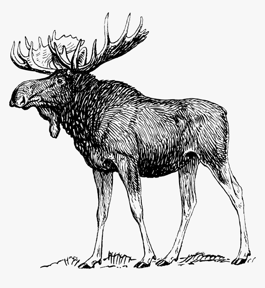 Moose Black And White, HD Png Download, Free Download