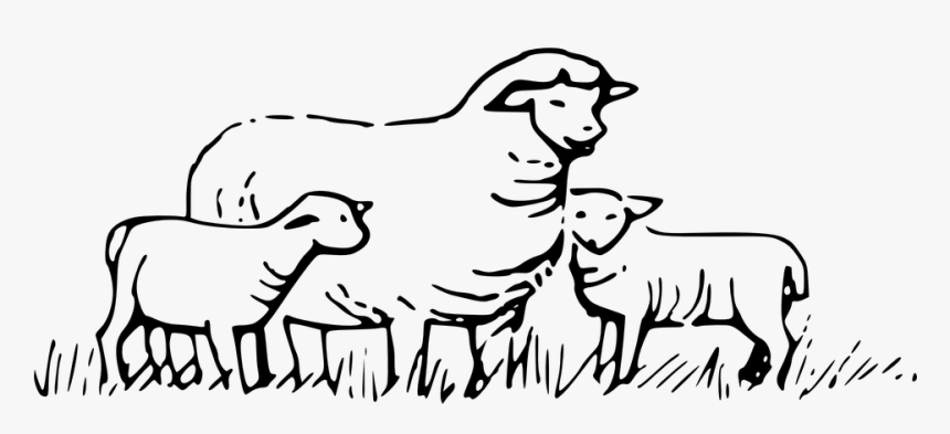 Sheep, Animals, Field, Barn, Babies, Kids, Wool - Sheeps Clipart Black And White, HD Png Download, Free Download