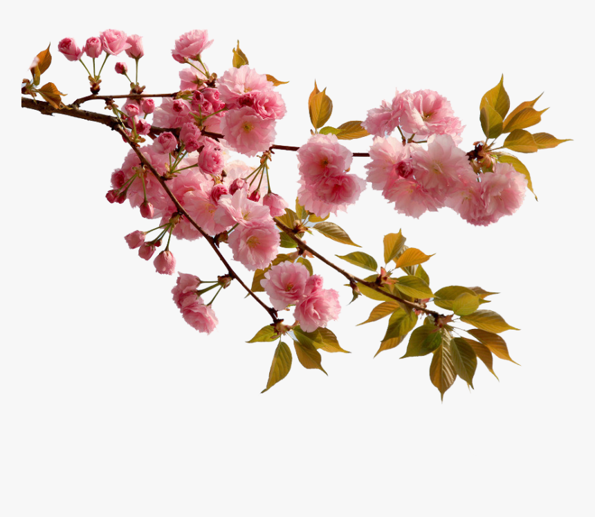 Transparent Cherry Blossom Png - Cherry Blossom Chinese Flowers, Png Download, Free Download