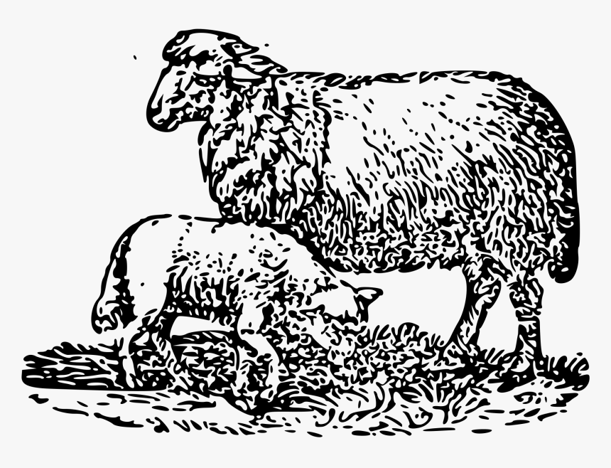 File Cherokeeprimer P Wikimedia - Sheep, HD Png Download, Free Download