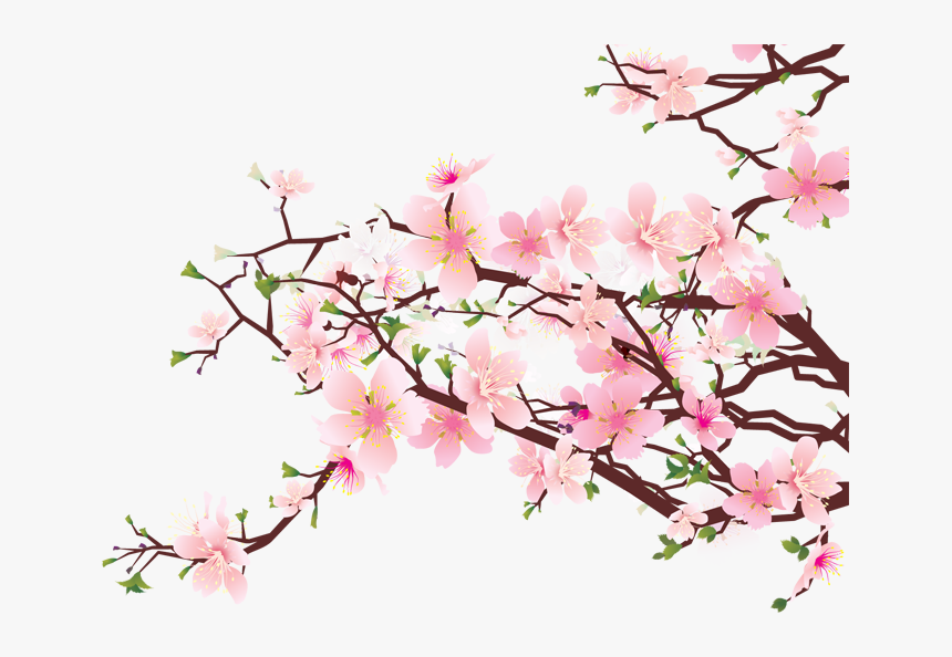 Japanese Flowering Cherry Png Clipart - Cherry Blossoms No Background, Transparent Png, Free Download