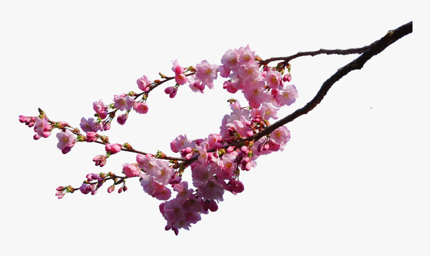 Cherry Blossom Branch Png, Transparent Png, Free Download