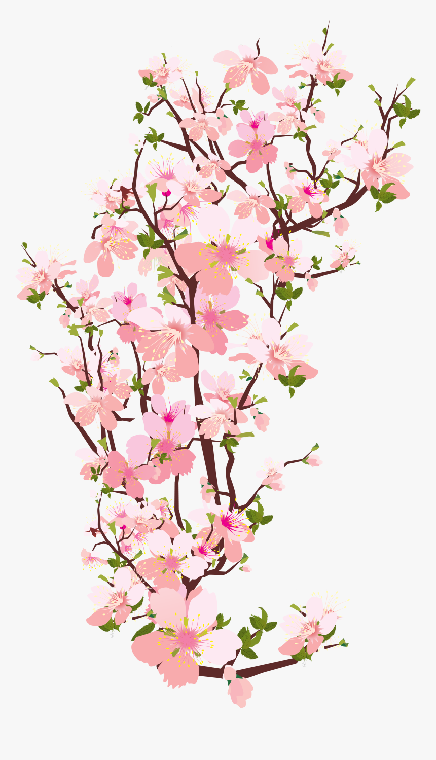 Branch Tree Cherry Blossom Clip Art - Cherry Blossom Branch Transparent, HD Png Download, Free Download